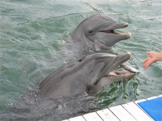 Two Happy Dolphins