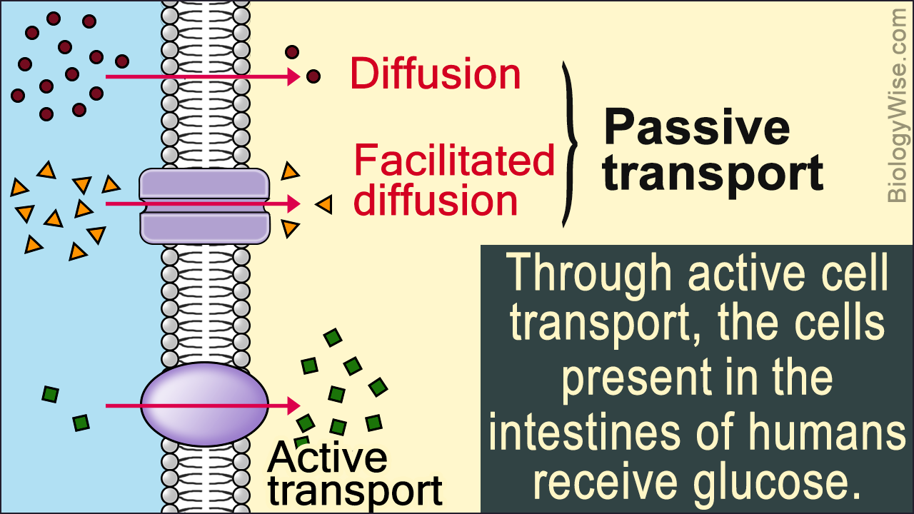 Passive Transport and Active Transport