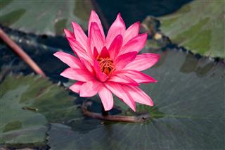 Pink lily Nymphaea on the water