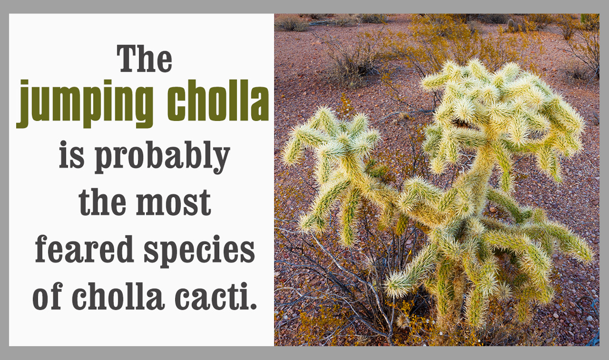 Cholla Cactus Facts