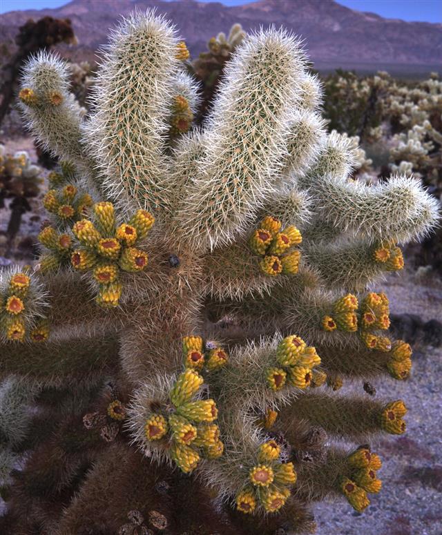 Blooming Cholla Cactus in Desert at Dusk
