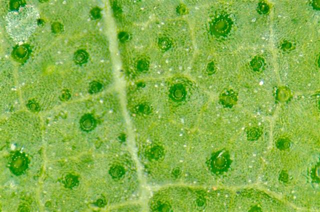 Green leaf with breathing cells stomata