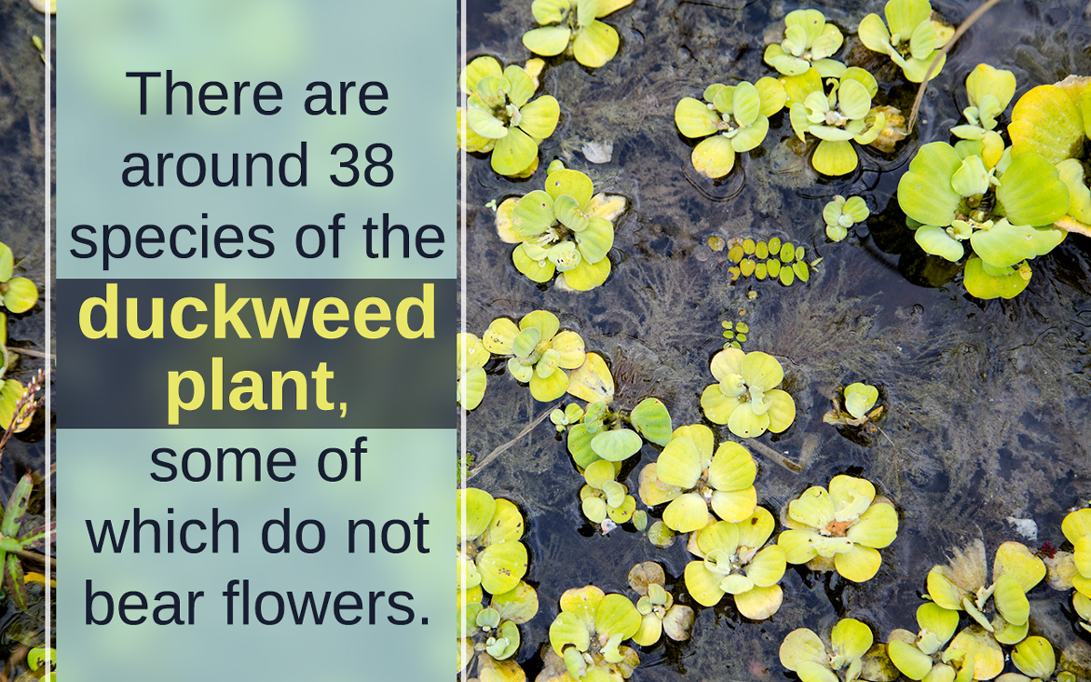 Duckweed Facts