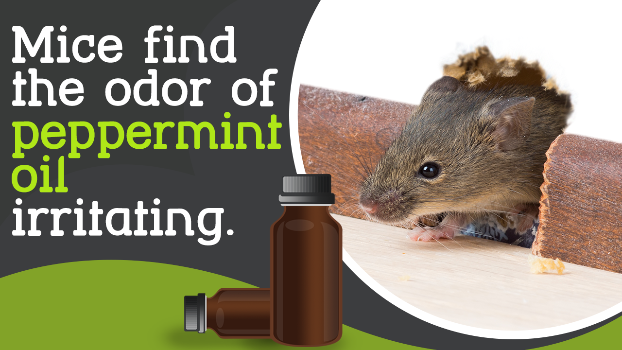 Peppermint Oil and Mice