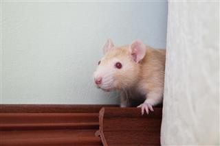 Little rat hiding behind the sofa