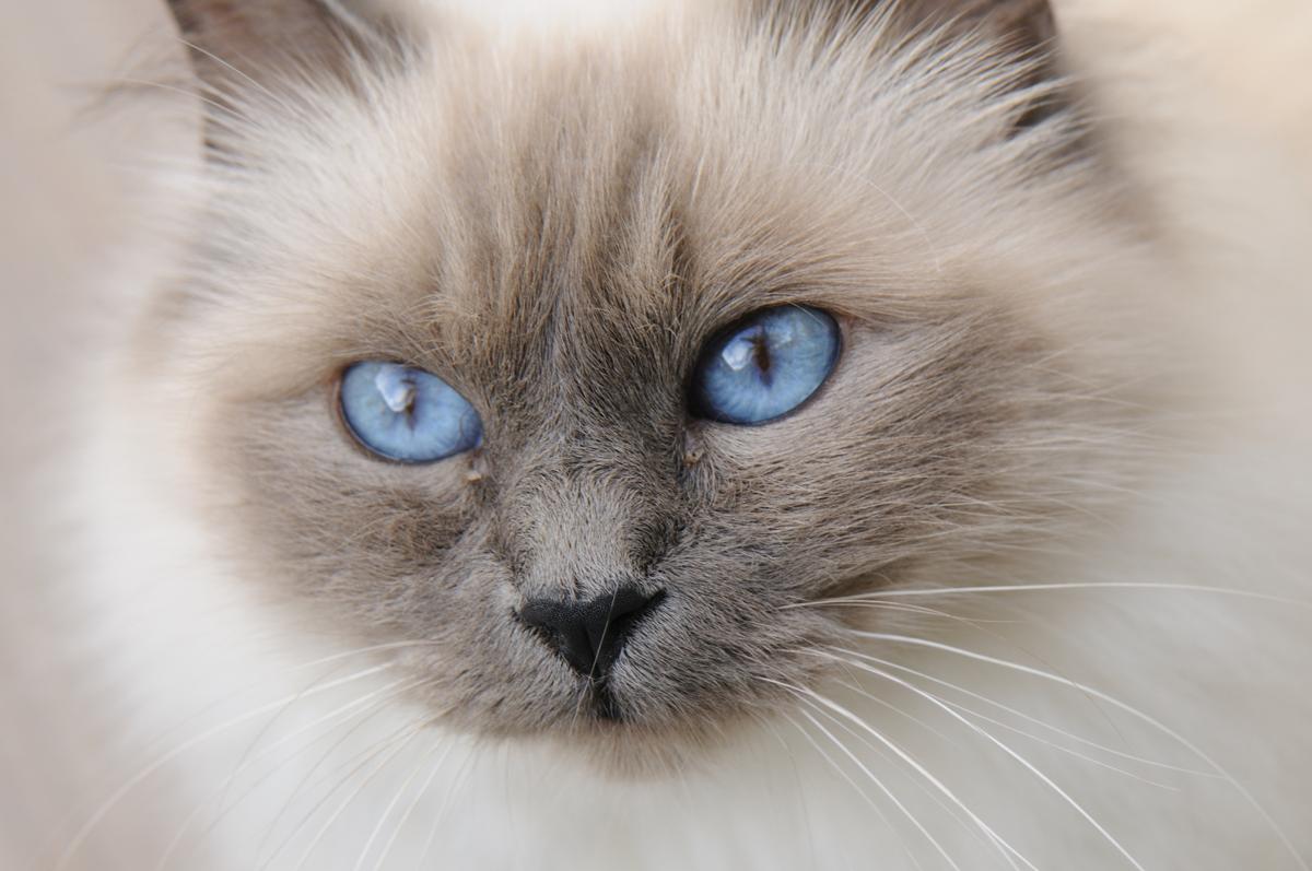 Personality Traits of the Face Meltingly Awesome Birman  Cats 