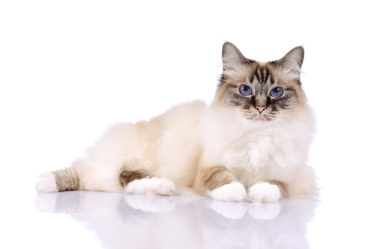 Personality Traits of the Face Meltingly Awesome Birman  Cats 