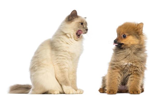 Expressive Cat and dog looking at each other