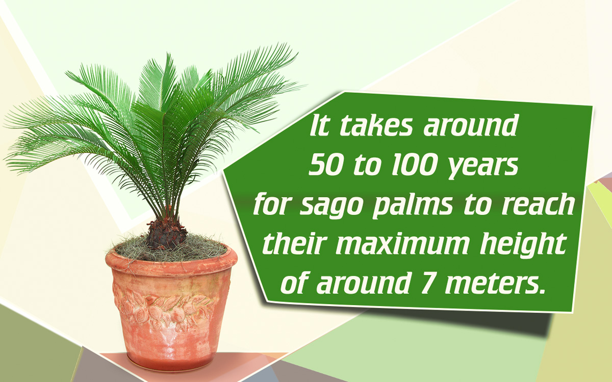 How to Grow Sago Palms from Pups