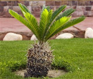 Sago palm tree in garden