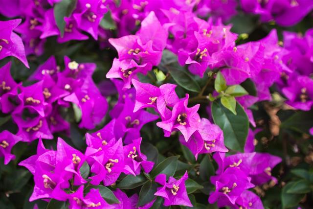 Purple bougainvillea close up with multiple flowers