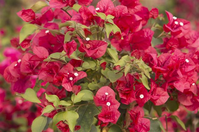 Close-up of Potted Red Bougainvillea Growing in Greenhouse