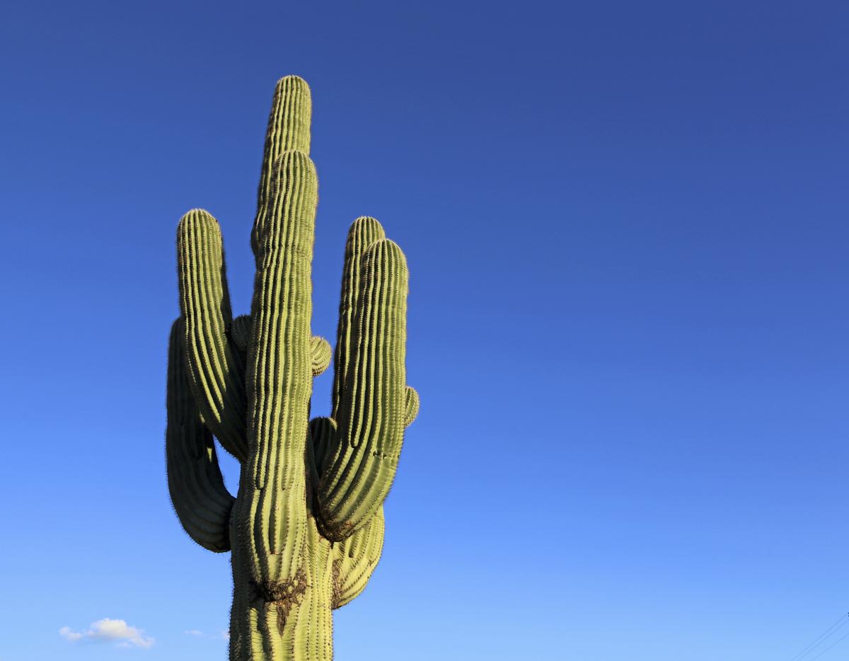 Saguaro Cactus Care - Gardenerdy