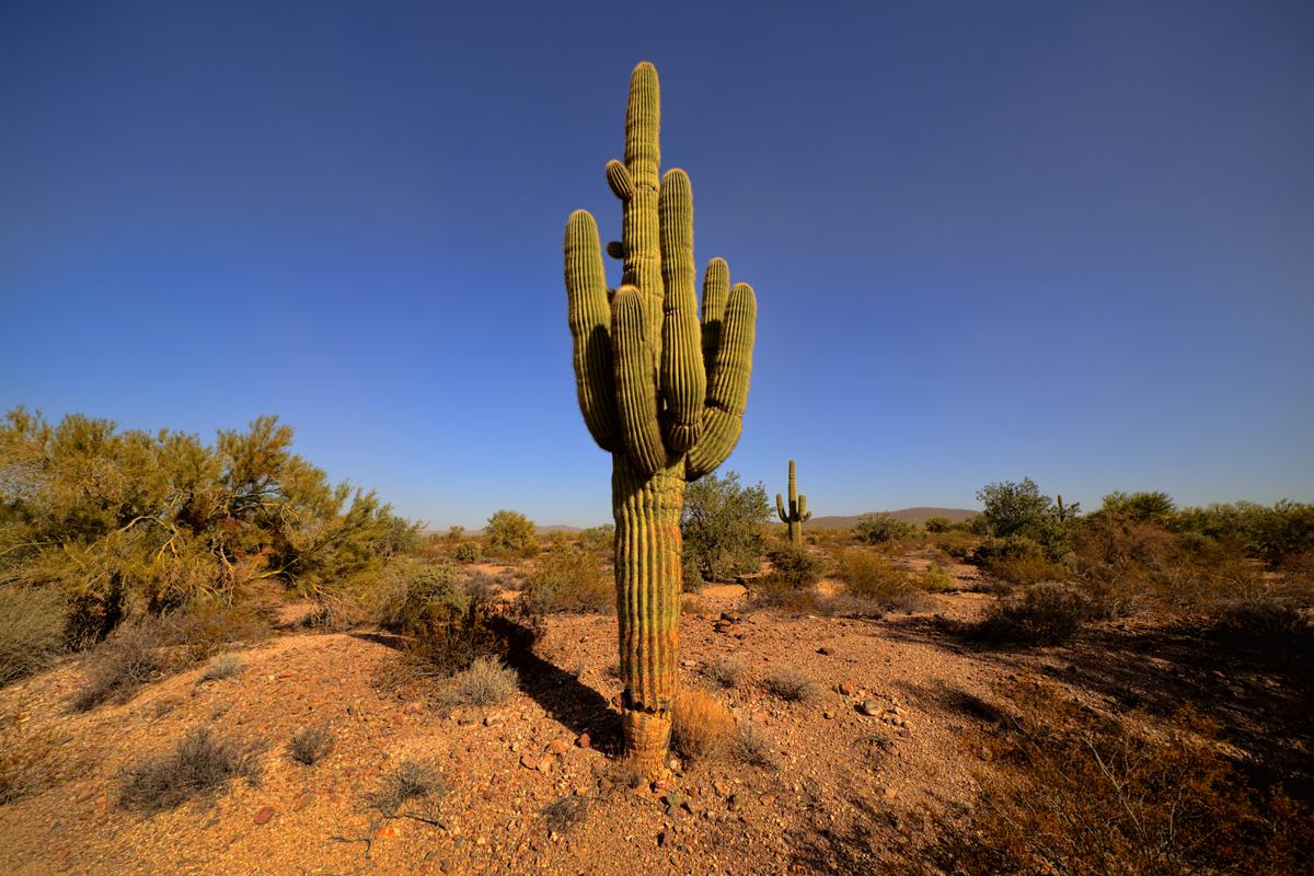 Saguaro Cactus Care