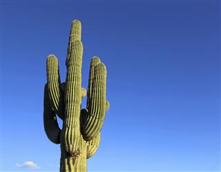 Cactus Saguaro on blue