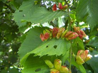 Elm aphid galls