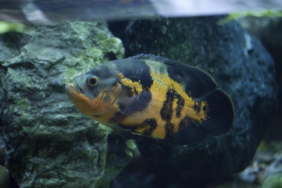 Types of Oscar Fish - Pet Ponder