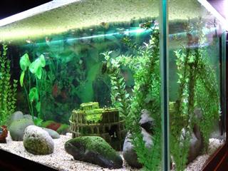 Tropical fish tank with guppies