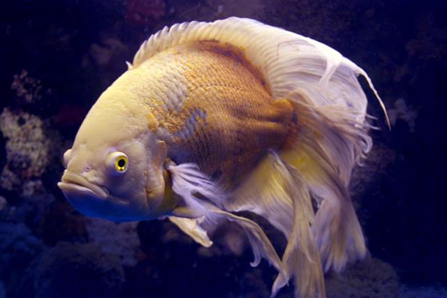 Long Finned Albino Oscar Fish