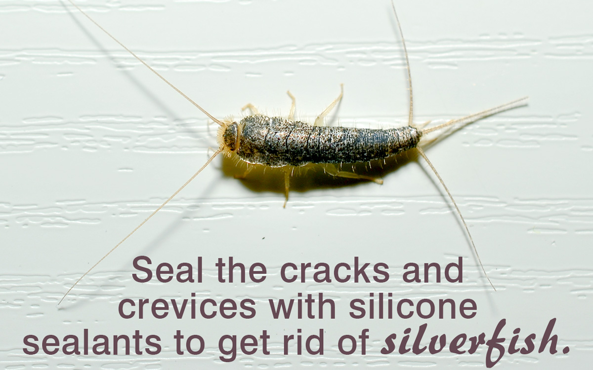 How to Get Rid of Silverfish Home Quicks