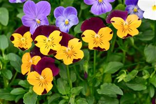Colorful Pansy