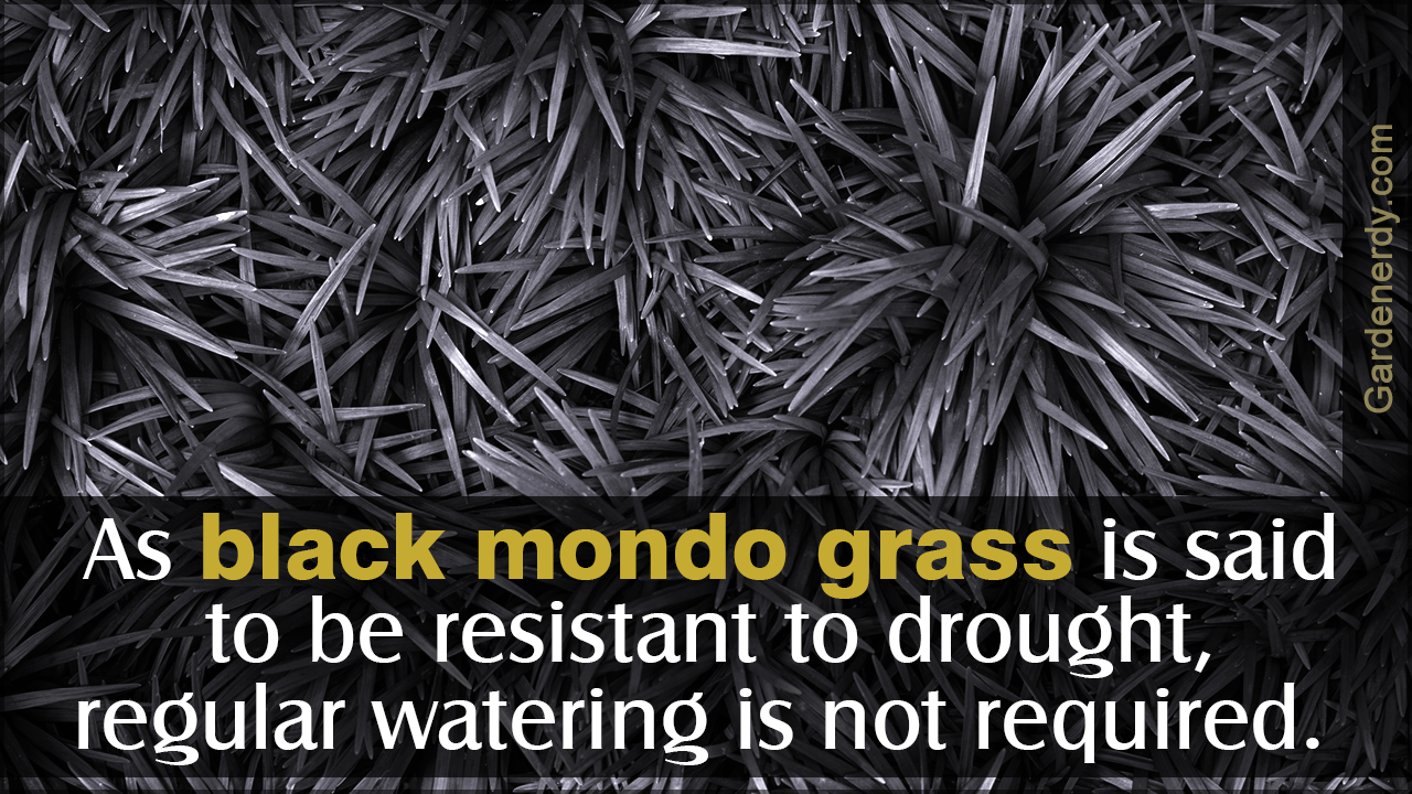 How to Care for Black Mondo Grass