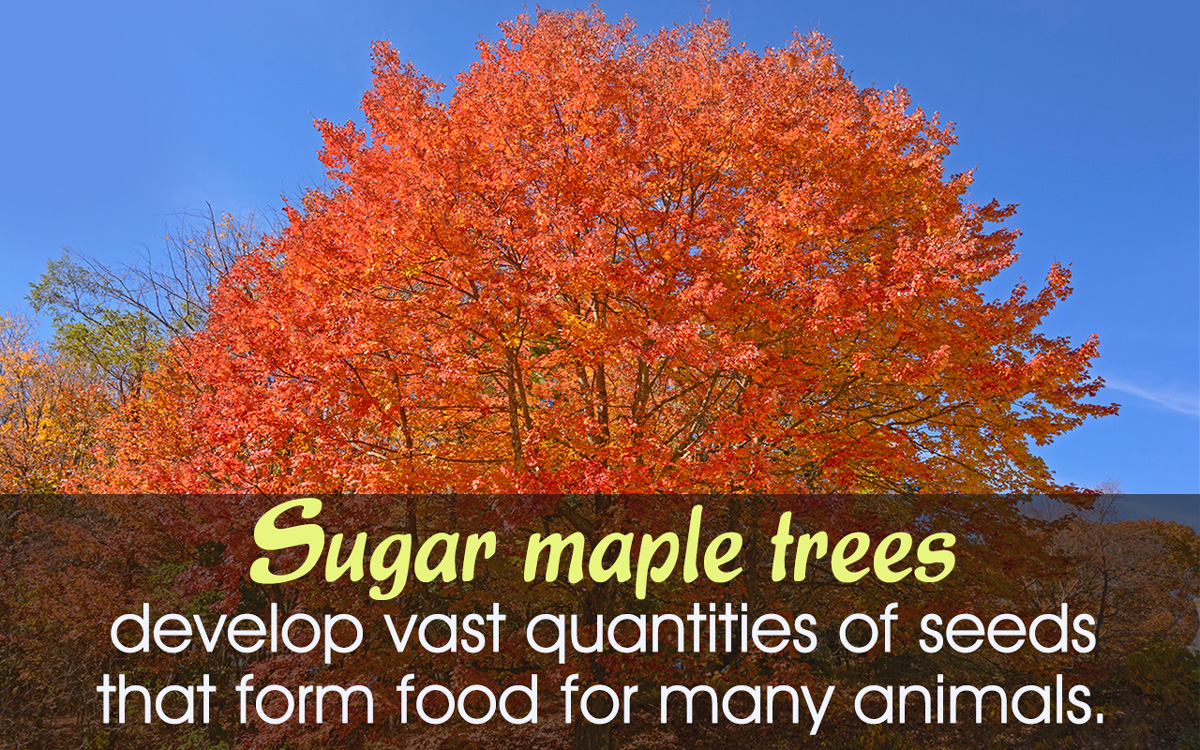 Sugar Maple Tree Facts