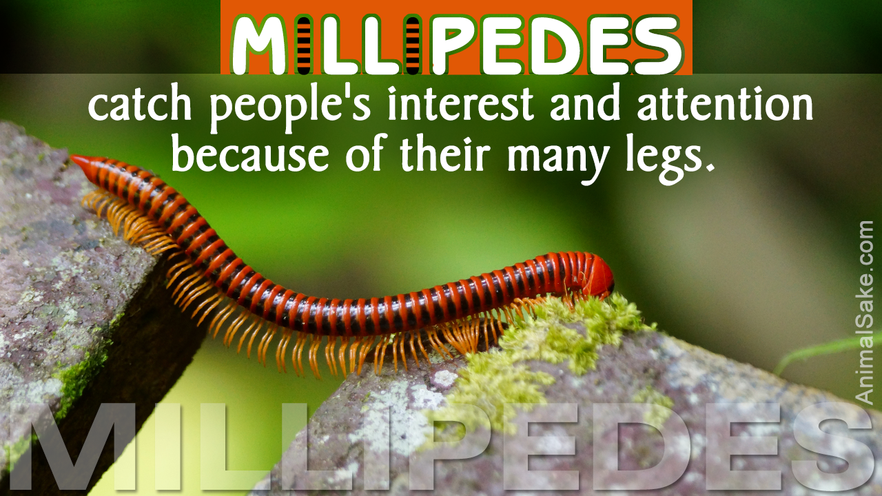 Millipede Facts