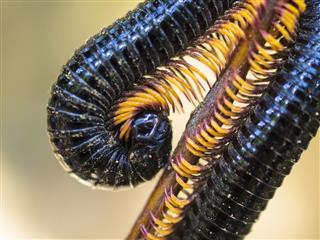 Giant Millipede on thin branch