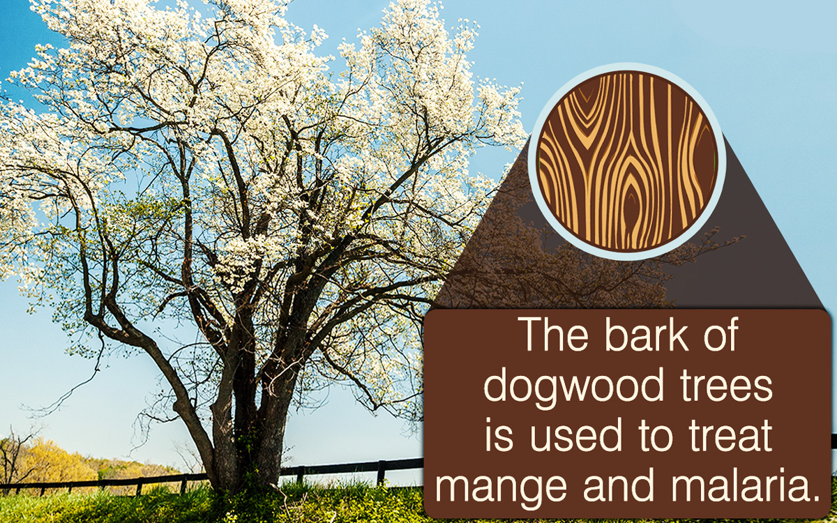 Dogwood Tree Facts