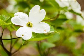 White flowering dogwood blossom