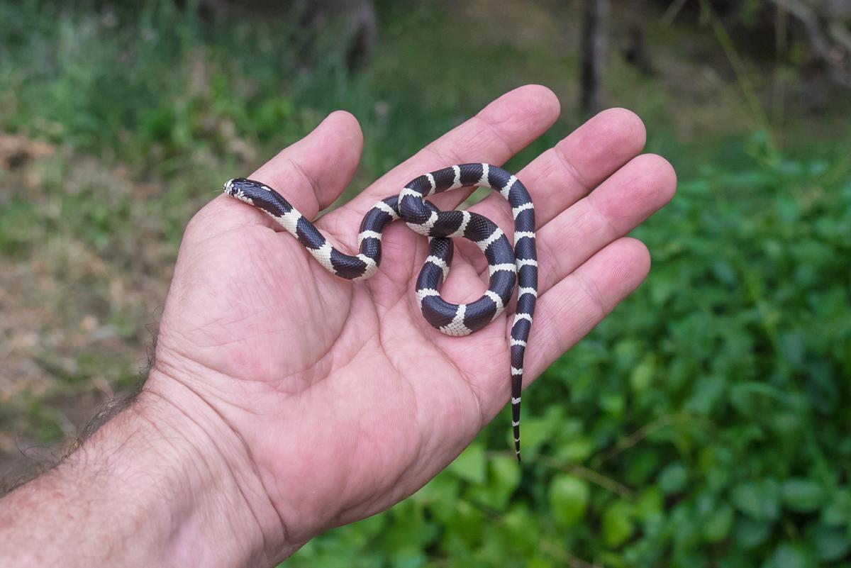 Totally Terrifying Facts About the King Snake - Animal Sake