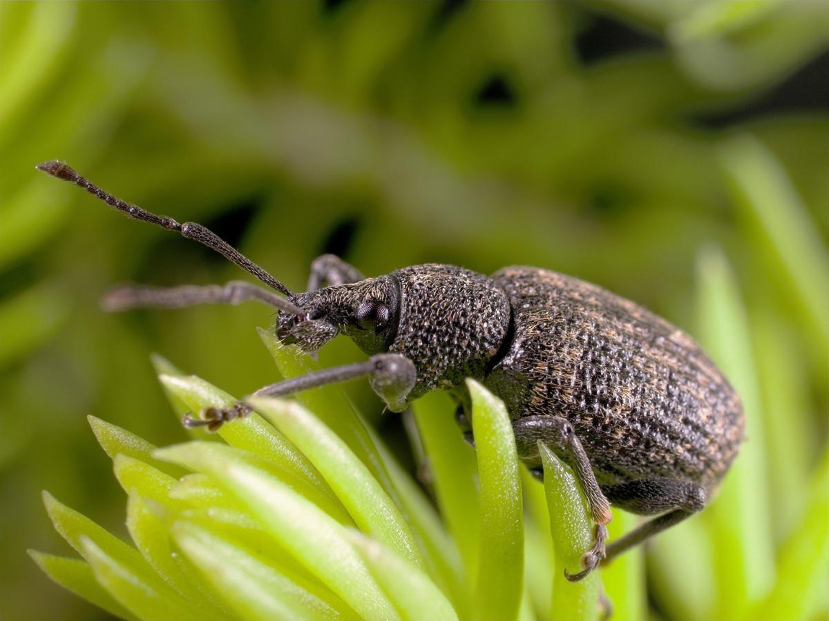 What Are Weevil Bugs And How To Get Rid Of Them Home Quicks,Mimosa Recipes For Bridal Shower