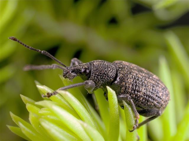 Weevil???Insect