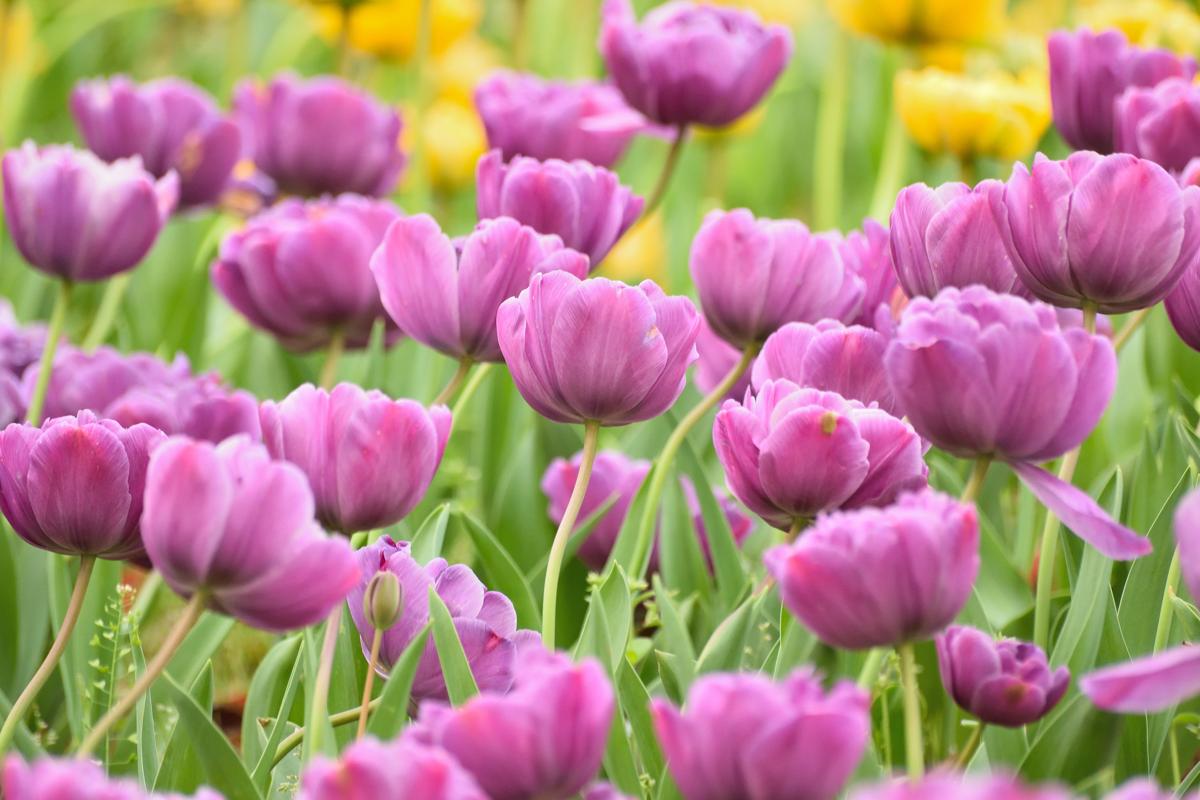 All the Prettiest Things About Purple Tulips