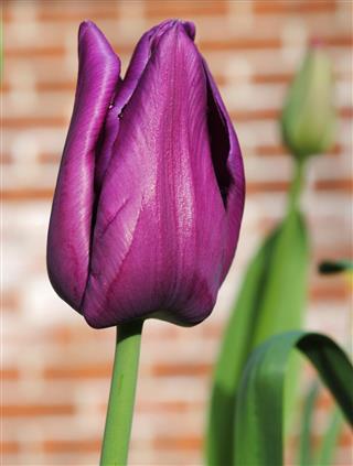 Tulip Attila 'Purple Triumph'