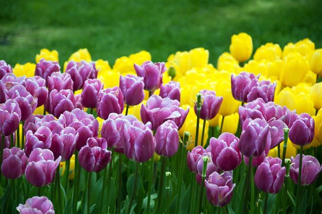 Purple and Yellow Tulips