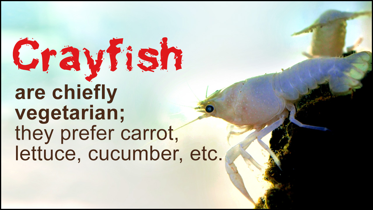 Crayfish Care