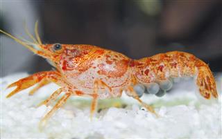 Orange crayfish with eggs