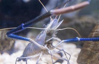 Crayfish - Fresh water Lobster