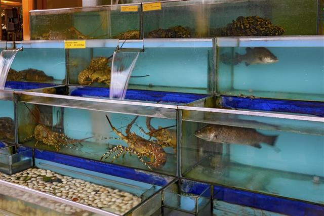 Seafood restaurant fish tank