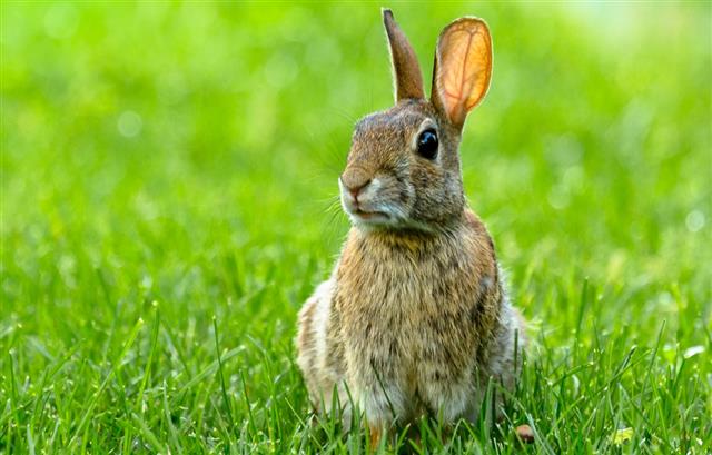 Small Rabbit on grass