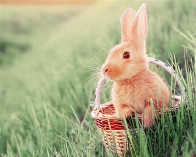 Rabbit in basket outdoor