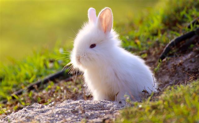 Cute white Little Rabbit peeking out of hole.