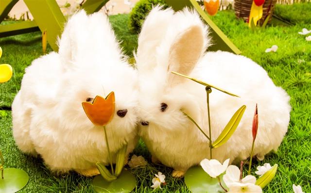 White fluffy bunnies in love