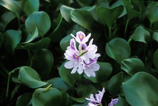 Water Hyacinth with grasshopper