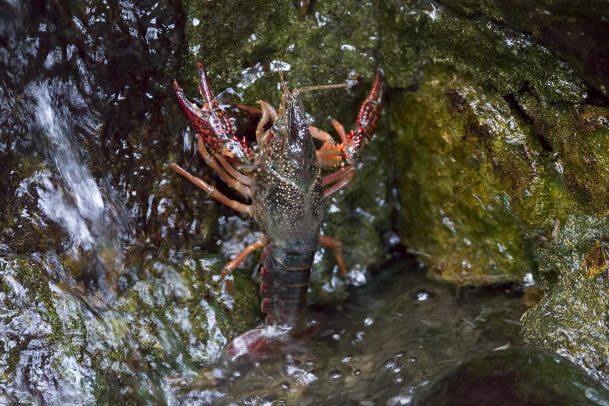 Information About Crayfish Habitat, Along With Some Fun ...