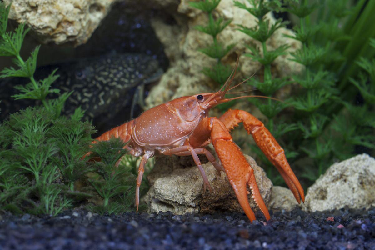 Information About Crayfish Habitat, Along With Some Fun Facts