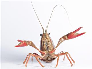 crayfish on white background with funny style