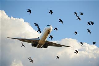 birds and aircraft